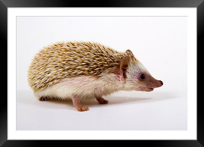 Pygmy Hedgehog Framed Mounted Print by Paul Holman Photography