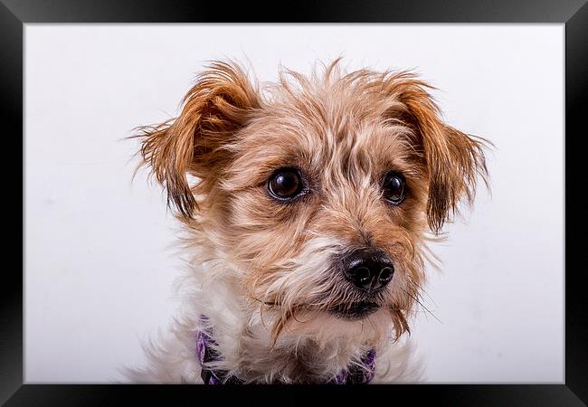 Norfolk Terrier Framed Print by Paul Holman Photography