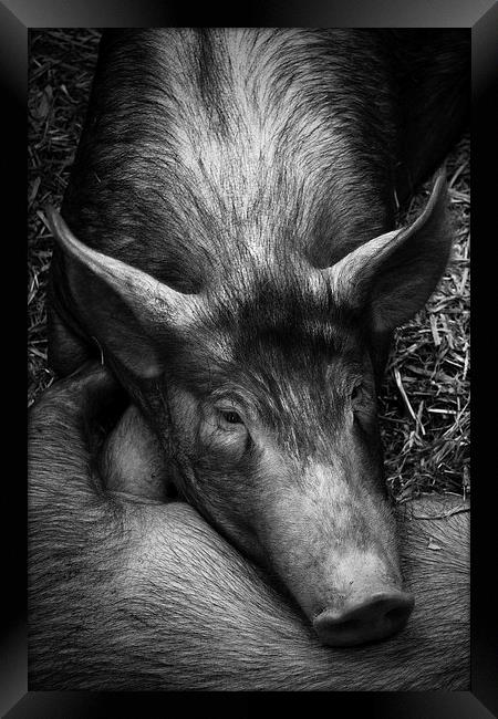 Sleepy Pig Framed Print by Paul Holman Photography