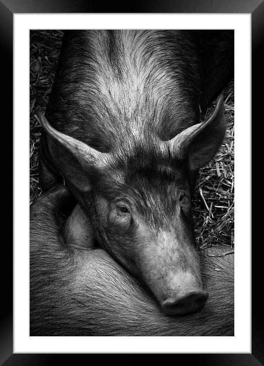 Sleepy Pig Framed Mounted Print by Paul Holman Photography