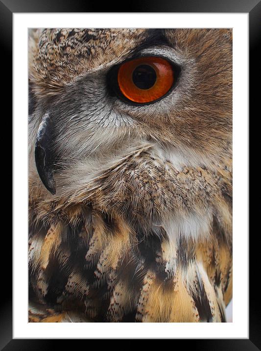  Eagle Eye Framed Mounted Print by Paul Holman Photography
