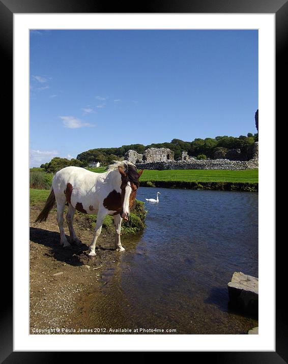 Ogmore River and Castle, Horse and Swan Framed Mounted Print by Paula J James