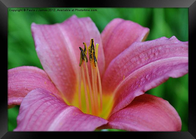 Lily the Pink Framed Print by Paula J James