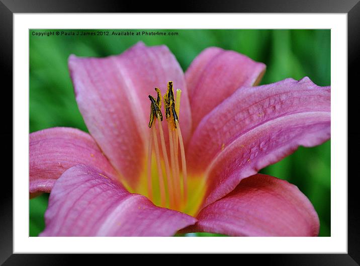 Lily the Pink Framed Mounted Print by Paula J James