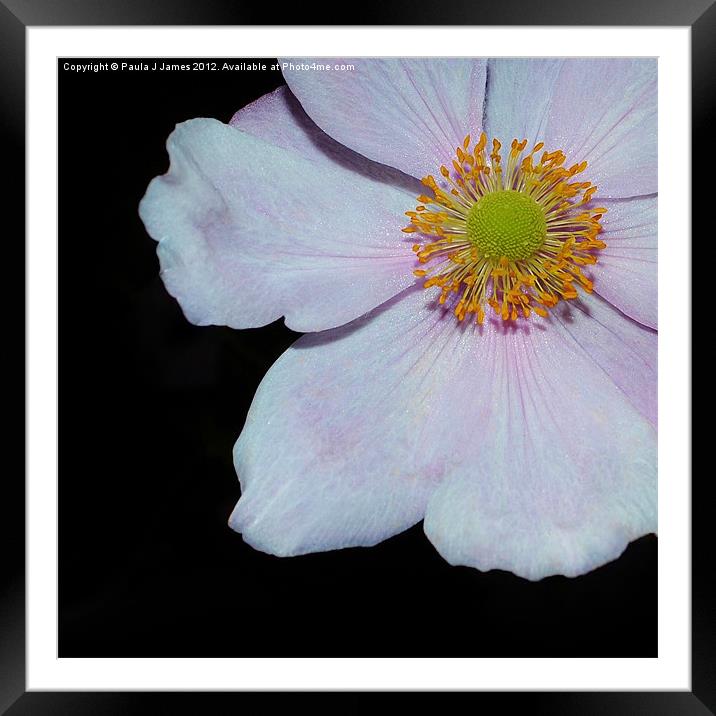 Pink Windflower Framed Mounted Print by Paula J James