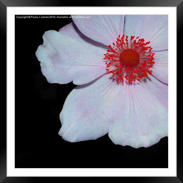 Pink Windflower Framed Mounted Print by Paula J James