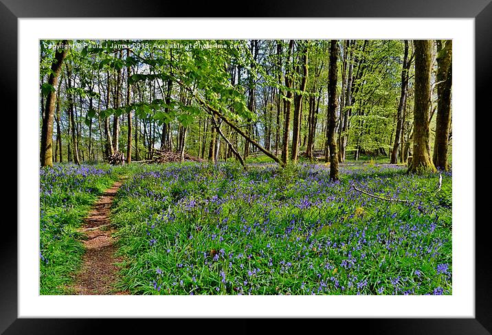 Bluebell Wood Framed Mounted Print by Paula J James