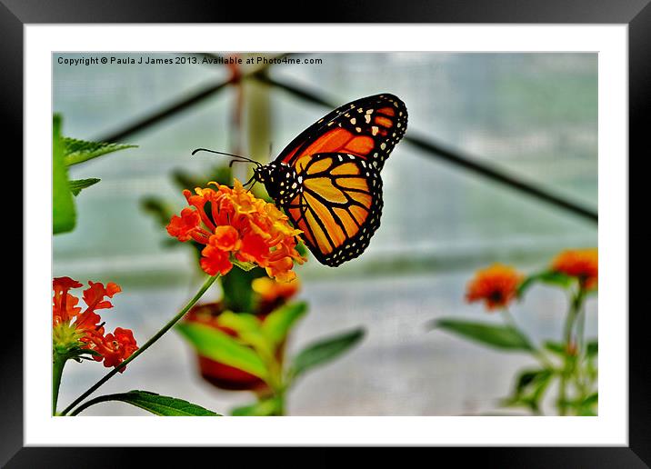 Monarch Butterfly Framed Mounted Print by Paula J James