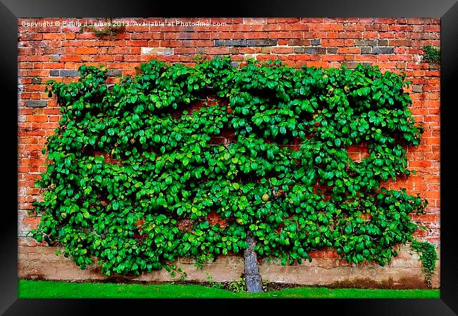 Espalier Apple Tree Framed Print by Paula J James