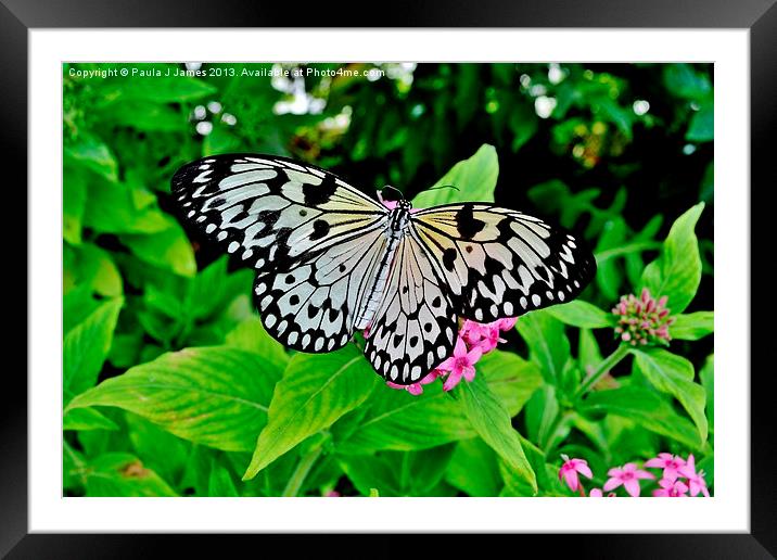 White Tree Nymph Butterfly Framed Mounted Print by Paula J James