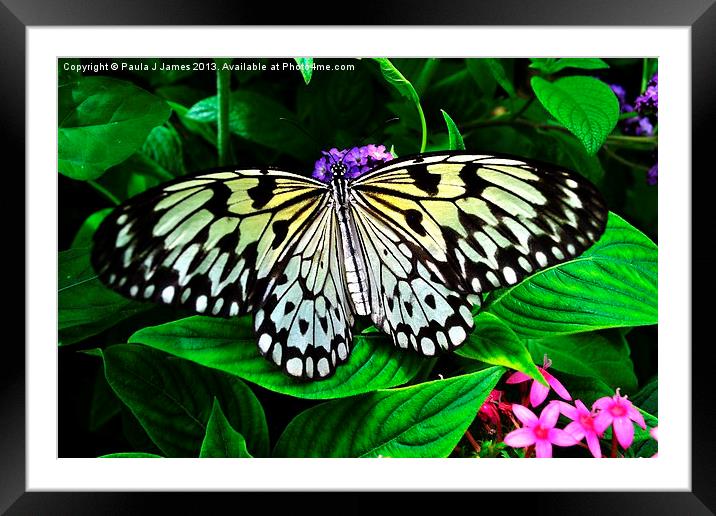 White Tree Nymph Butterfly Framed Mounted Print by Paula J James