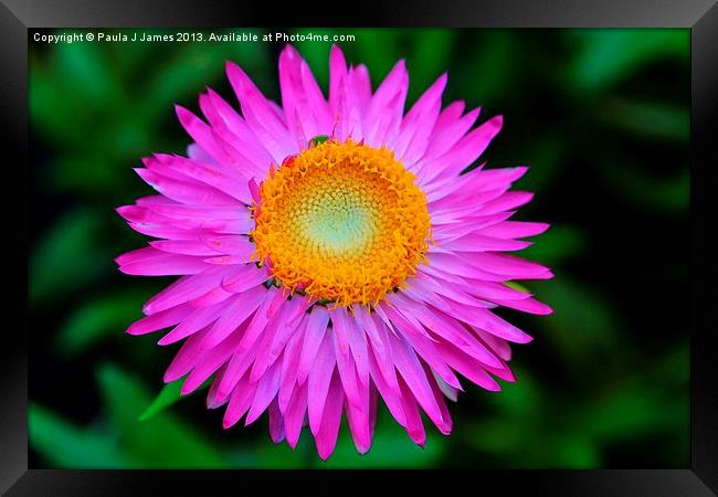 Pink Strawflower Framed Print by Paula J James