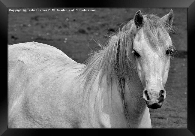 White Horse Framed Print by Paula J James