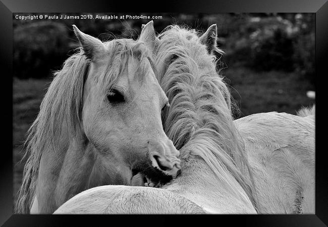 White Horses Framed Print by Paula J James