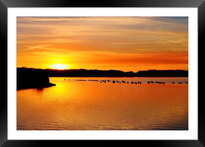 Geese at Sunset Framed Mounted Print by Paula J James