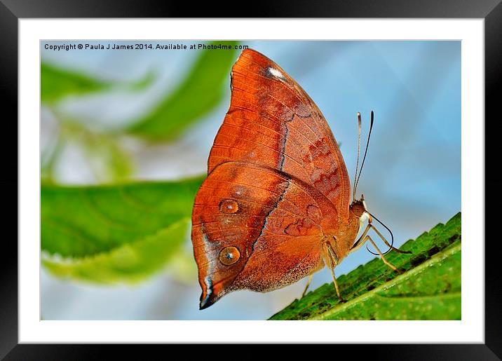 Banded King Shoemaker Butterfly Framed Mounted Print by Paula J James