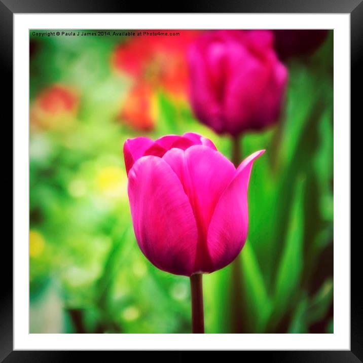 Pink Tulip Framed Mounted Print by Paula J James