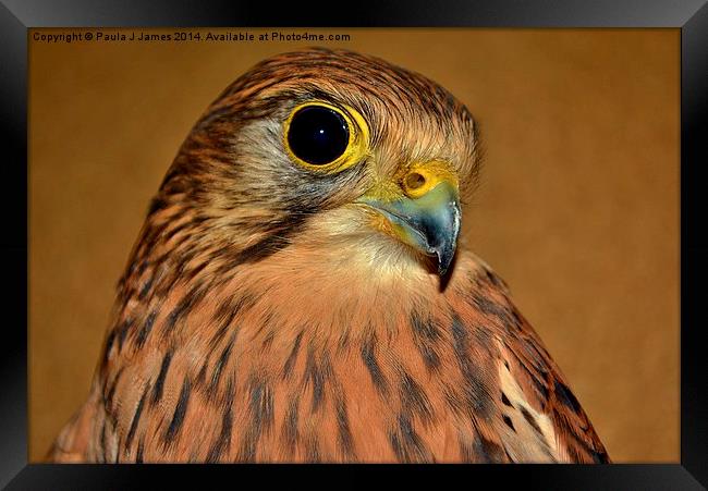 Kestrel Framed Print by Paula J James