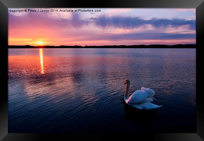 Swan at Sunset Framed Print by Paula J James