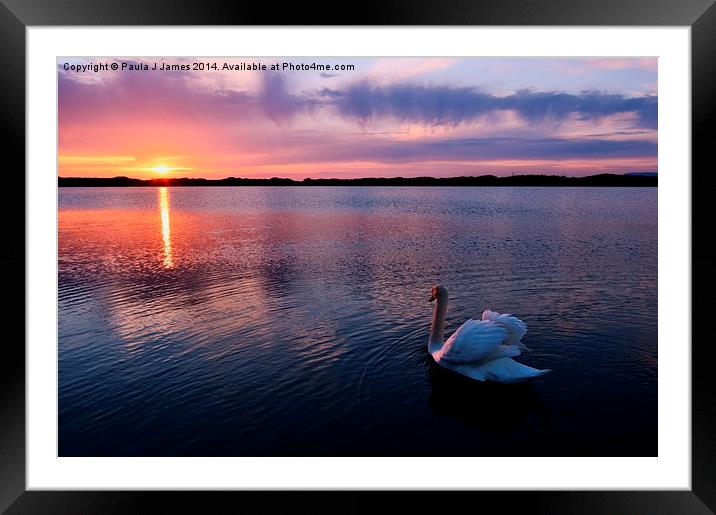Swan at Sunset Framed Mounted Print by Paula J James