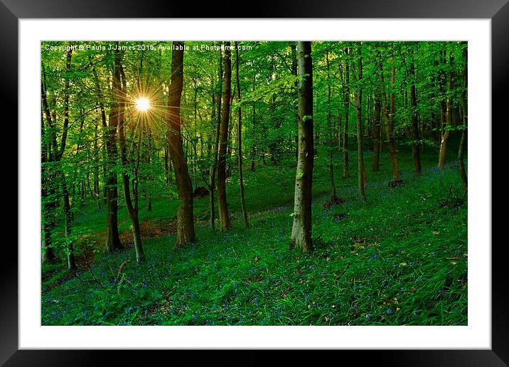  Bluebell Woods at Sunset Framed Mounted Print by Paula J James