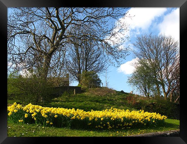 Lots of daffodils in a park Framed Print by JEAN FITZHUGH