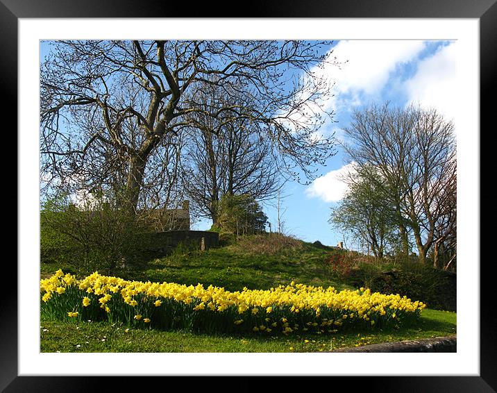 Lots of daffodils in a park Framed Mounted Print by JEAN FITZHUGH