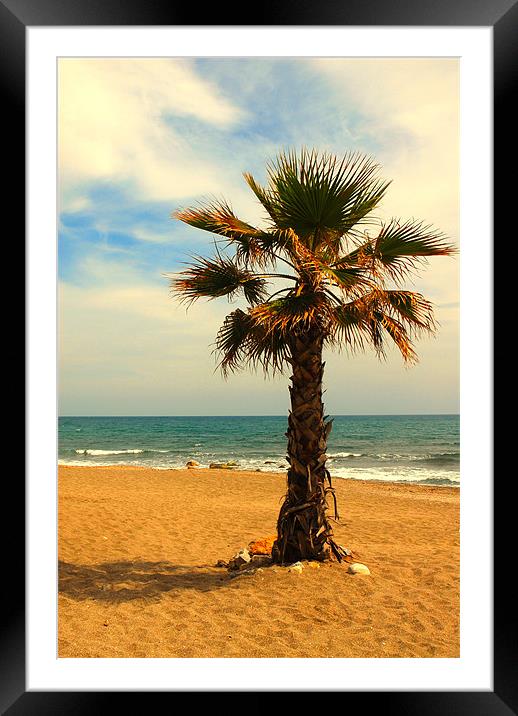 Palm Tree on a beach Framed Mounted Print by JEAN FITZHUGH