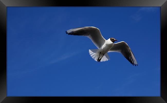seagull in flight Framed Print by JEAN FITZHUGH