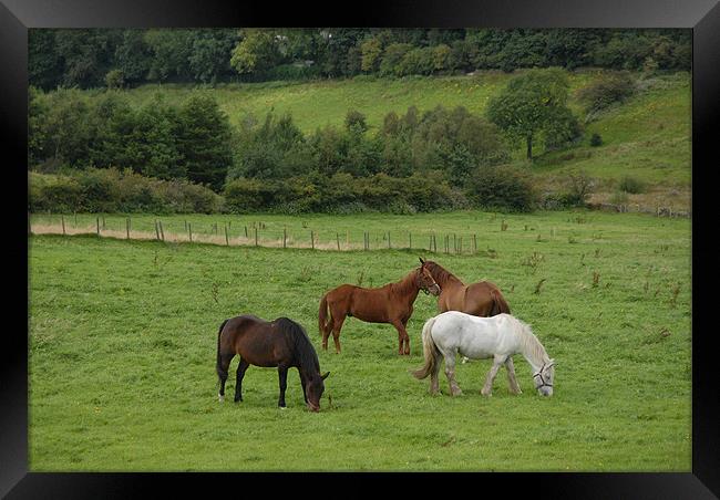 hORSES IN A FIELD Framed Print by JEAN FITZHUGH