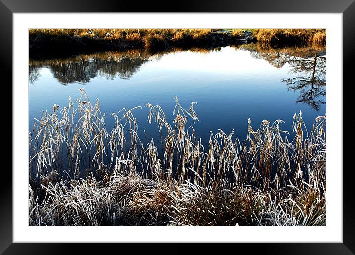 ICY REEDS ON THE WATER Framed Mounted Print by JEAN FITZHUGH