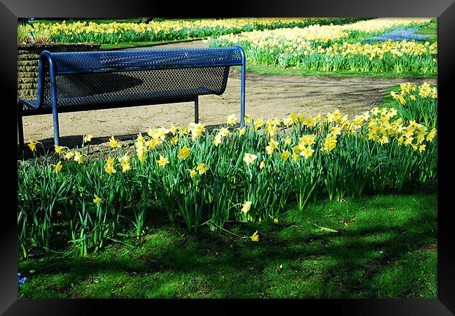 Daffodils and a bench Framed Print by JEAN FITZHUGH