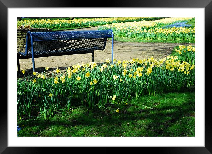 Daffodils and a bench Framed Mounted Print by JEAN FITZHUGH