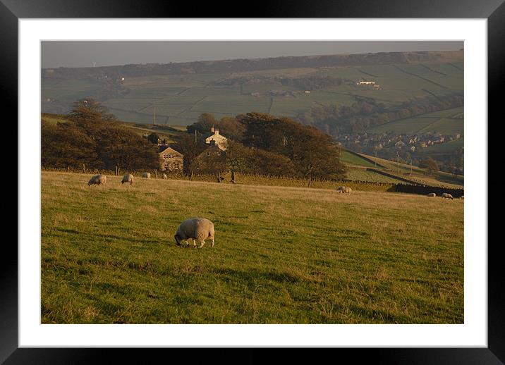 Sheep on the moors Framed Mounted Print by JEAN FITZHUGH