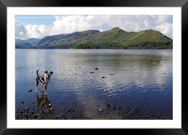  DOG HAVING A PADDLE IN DERWENTWATER IN KESWICK Framed Mounted Print by JEAN FITZHUGH