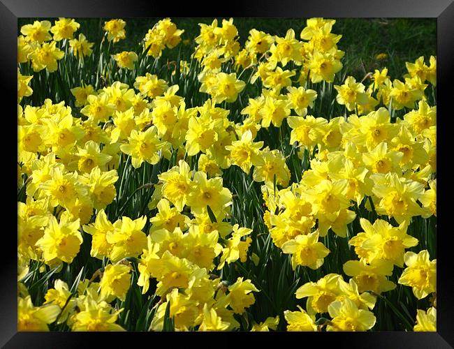 Daffodils in fast displays Framed Print by JEAN FITZHUGH