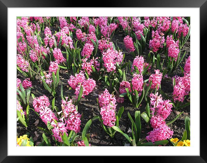 Display of pink Hyacinths Framed Mounted Print by JEAN FITZHUGH