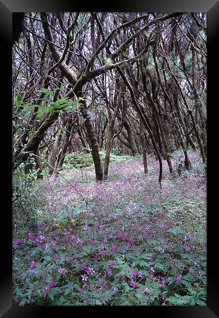 Lavender Woods on Lagomera Island Framed Print by JEAN FITZHUGH