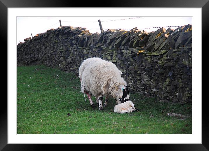 Just Born a Lamb Framed Mounted Print by JEAN FITZHUGH
