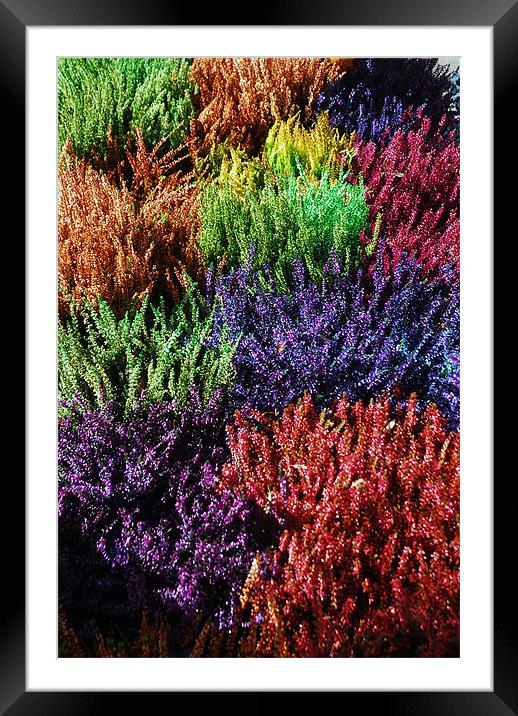 Colourfull Heathers Framed Mounted Print by JEAN FITZHUGH