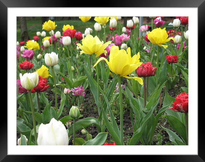 A Mix of Coloured Tulips Framed Mounted Print by JEAN FITZHUGH