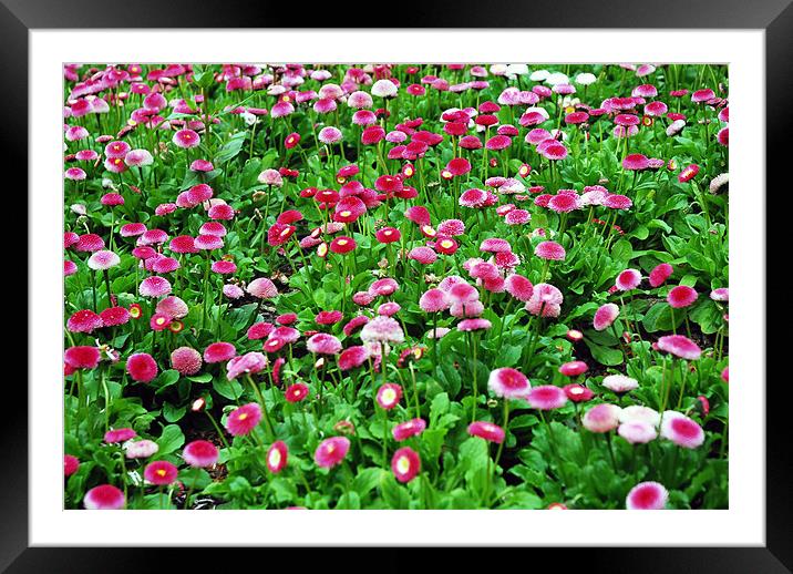 Lots of shades of pinks of  Flower Heads Framed Mounted Print by JEAN FITZHUGH