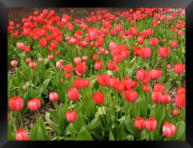 Outdoor Display of Red Tulips Framed Print by JEAN FITZHUGH