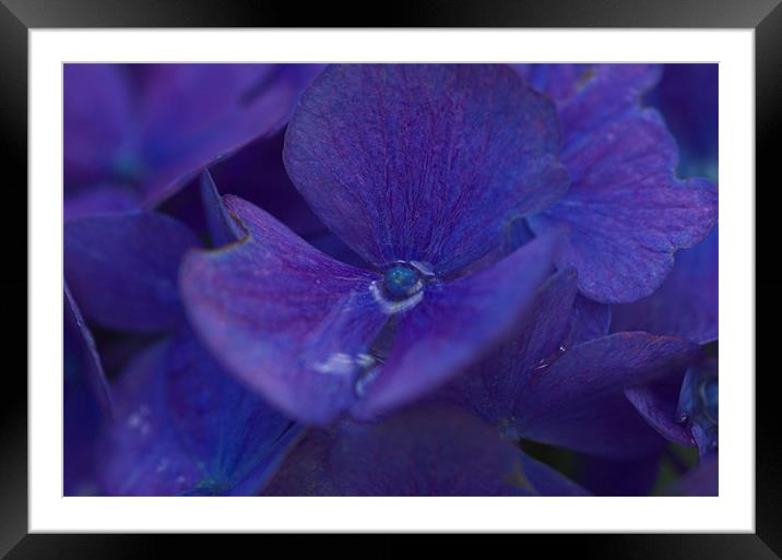A Purple Blue Flower Bizzie Lizzie Framed Mounted Print by JEAN FITZHUGH