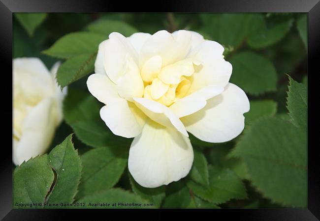 Roses In Bloom Framed Print by Elaine Darin