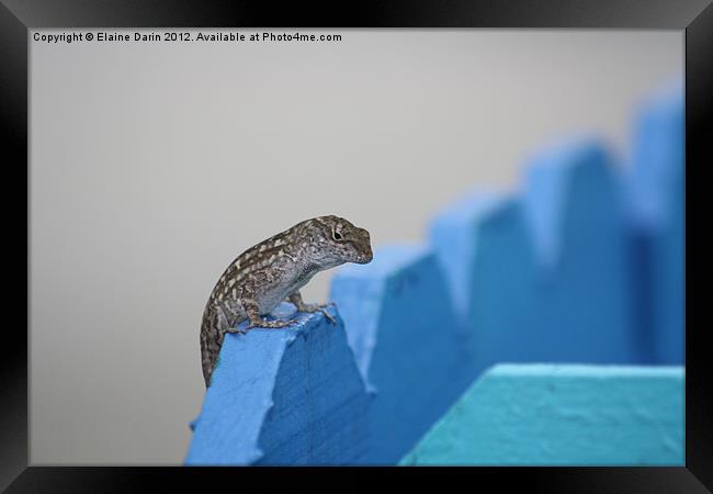 Florida Lizard Framed Print by Elaine Darin
