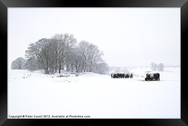 Cattle In A Snowy Field. Framed Print by Peter Carroll