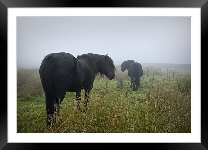 Black Beauty Horses Framed Mounted Print by Peter Carroll