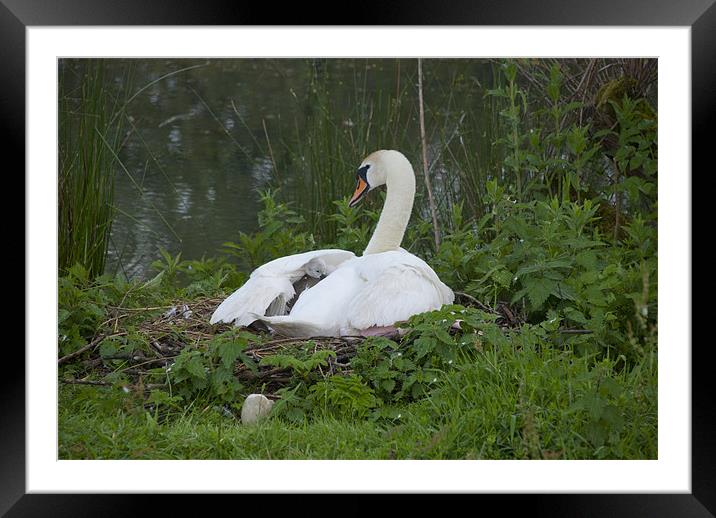 tucked in with mum Framed Mounted Print by mark page