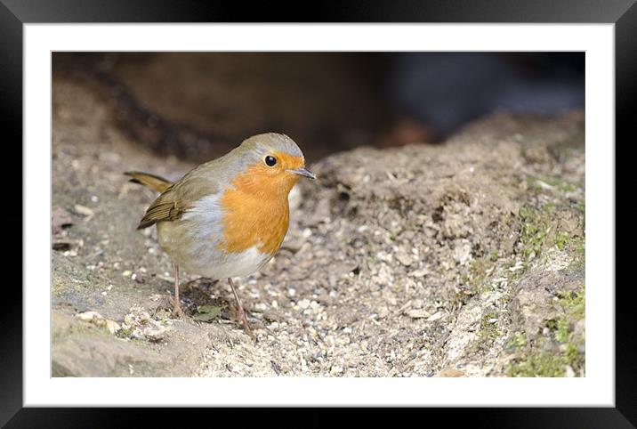 quite robin Framed Mounted Print by mark page